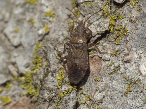 Réf. 280 646 : Orsillus maculatus